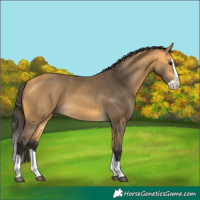 Horse Color:Buckskin Splash