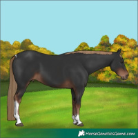 Horse Color:Liver Chestnut Tobiano