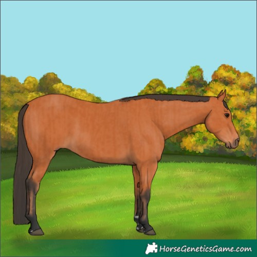 Horse Color:Bay and Bay