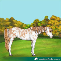 Horse Color:Chestnut Sabino 