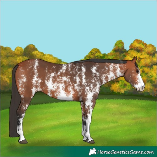 Horse Color:Bay Sabino 