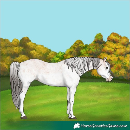 Horse Color:White Spotted Bay Splash  and White Spotted Bay Splash 