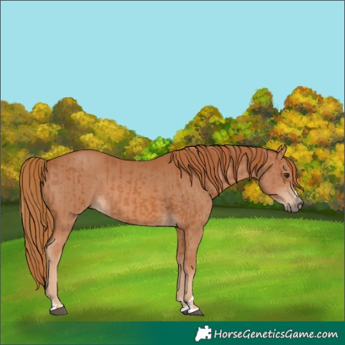 Horse Color:Chestnut and Chestnut