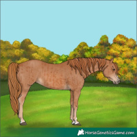 Horse Color:Chestnut and Chestnut