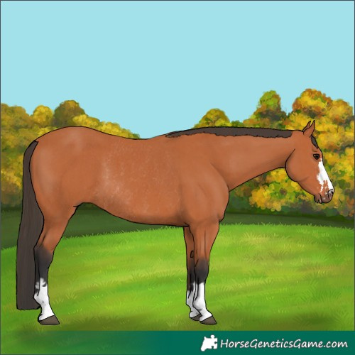 Horse Color:Bay  and Bay Rabicano 
