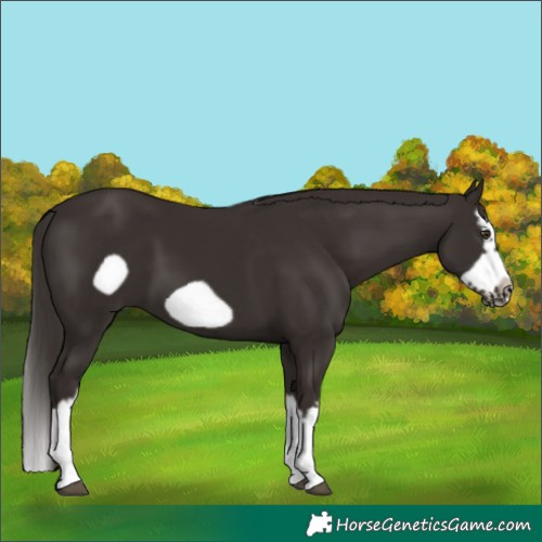 Horse Color:Liver Chestnut Splash Frame 