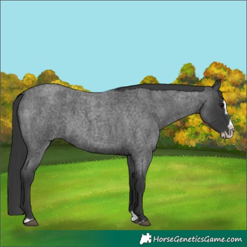 Horse Color:Blue Roan Splash Frame 