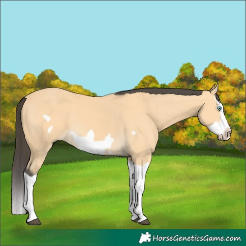 Horse Color:Buckskin Splash Frame 