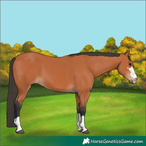 Horse Color:Bay 