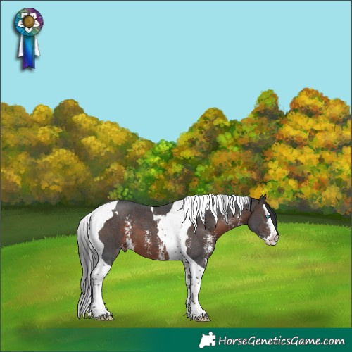Horse Color:Brown Sabino Splash Tobiano Appaloosa 