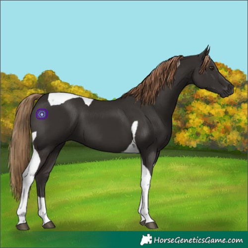 Horse Color:Liver Chestnut Tobiano 