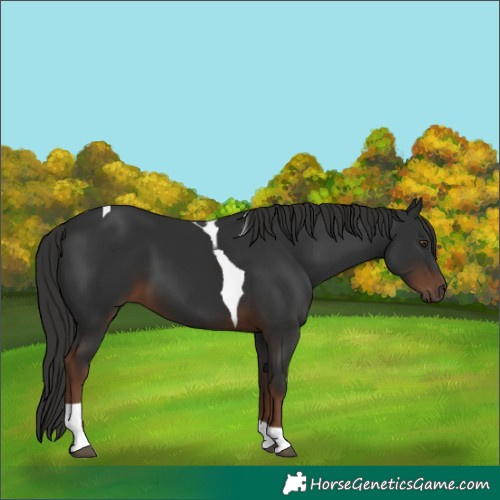 Horse Color:Liver Chestnut Tobiano