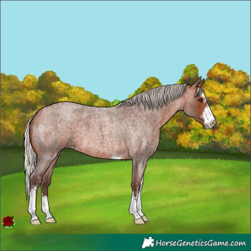 Horse Color:Silver Brown Roan Sabino 