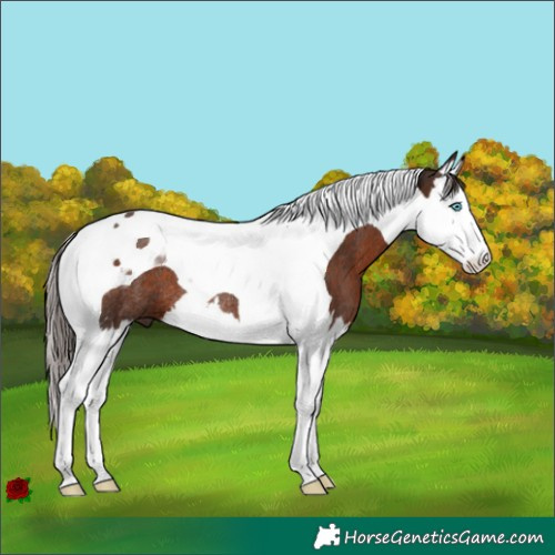 Horse Color:Liver Chestnut Splash Tobiano Rabicano