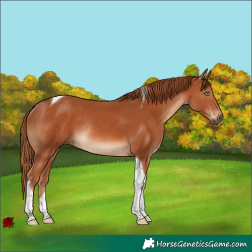 Horse Color:Chestnut Tobiano Rabicano 