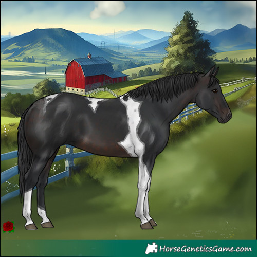 Horse Color:Brown Tobiano 