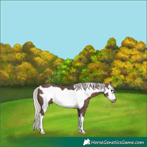 Horse Color:Silver Black Sabino Frame 
