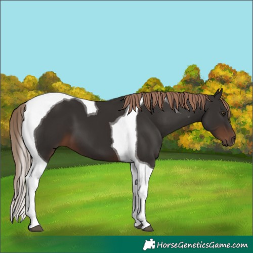 Horse Color:Liver Chestnut Tobiano