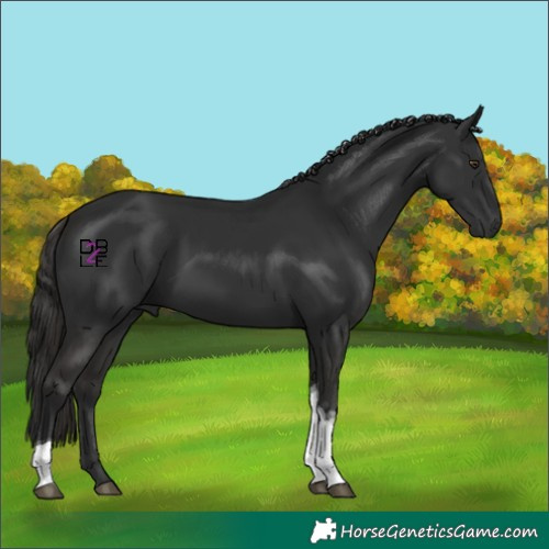 Horse Color:Liver Chestnut Tobiano