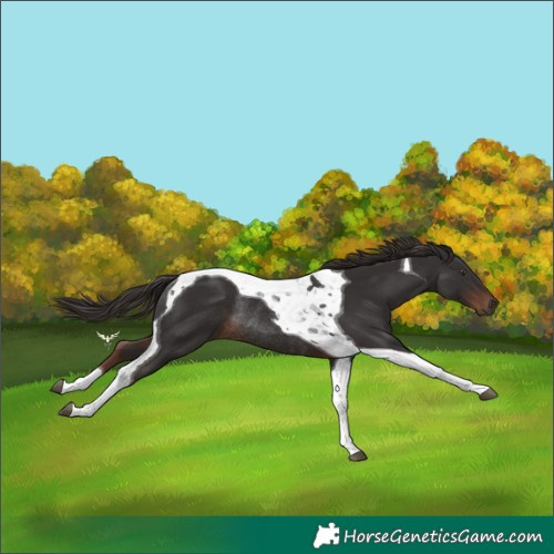 Horse Color:Liver Chestnut Tobiano Rabicano 