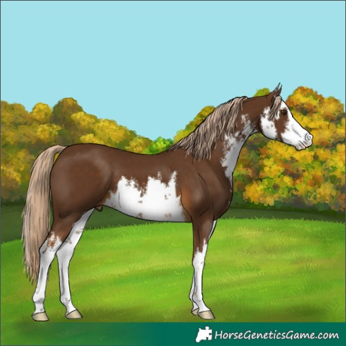 Horse Color:White Spotted Chocolate Palomino