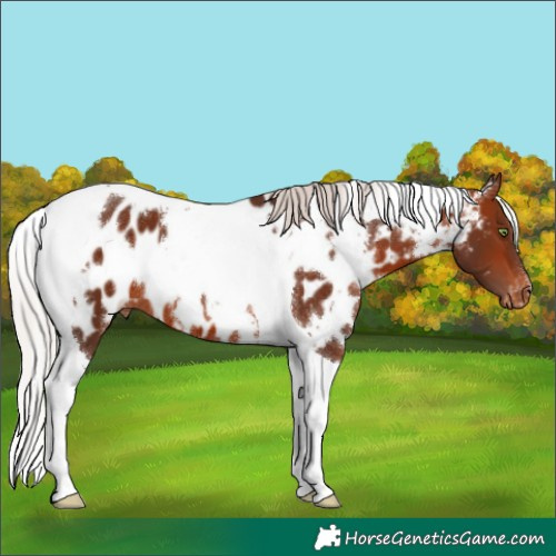 Horse Color:White Spotted Silver Brown Tobiano Appaloosa 