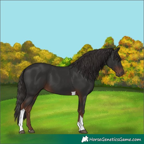 Horse Color:Liver Chestnut Tobiano