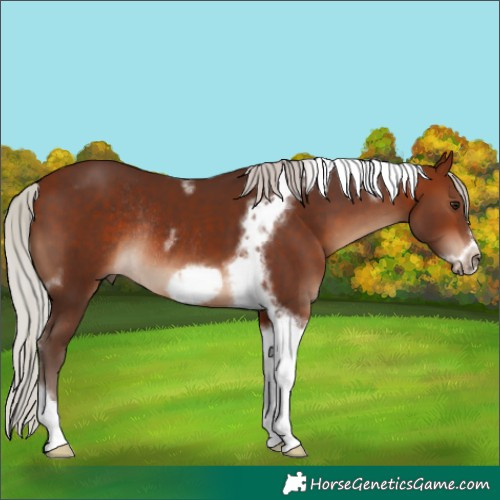Horse Color:Silver Bay Tobiano Frame Rabicano 