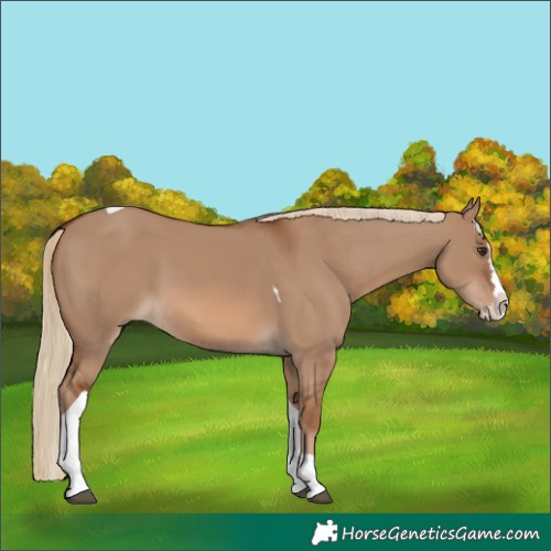 Horse Color:Red Dun Splash Tobiano 