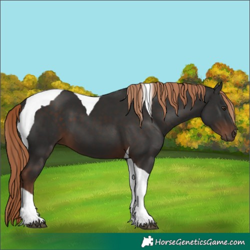 Horse Color:Liver Chestnut Tobiano 