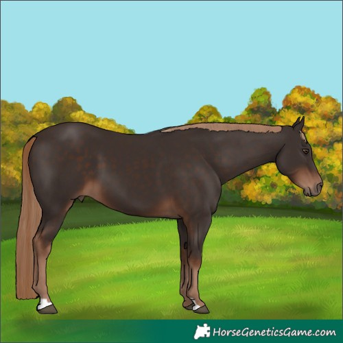 Horse Color:Liver Chestnut