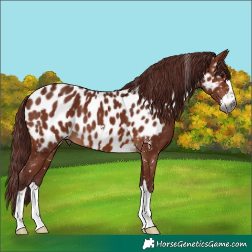 Horse Color:Gray Chocolate Bay Appaloosa