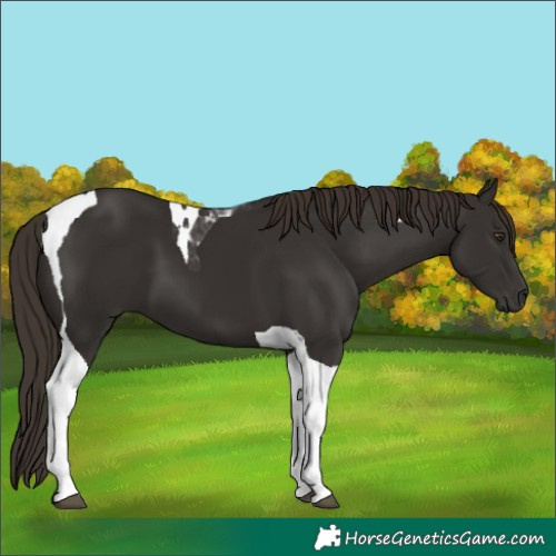 Horse Color:Liver Chestnut Tobiano