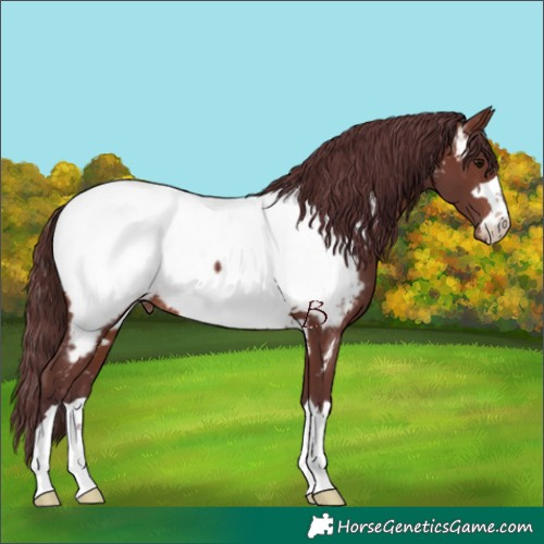 Horse Color:Chocolate Brown Appaloosa