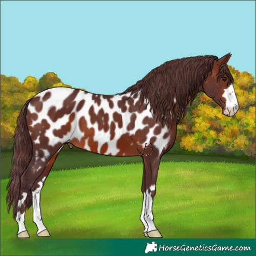 Horse Color:Chocolate Brown Appaloosa 