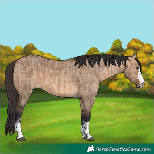 Horse Color:Brown Dun and Bay Dun