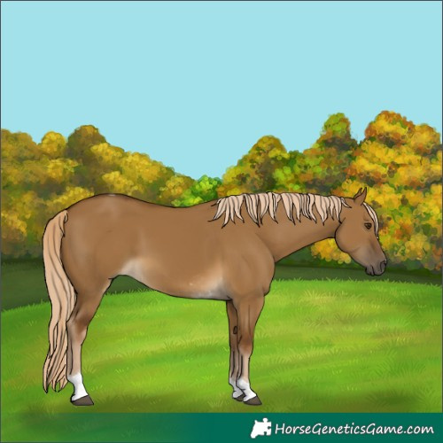 Horse Color:Chocolate Palomino Dun Tobiano
