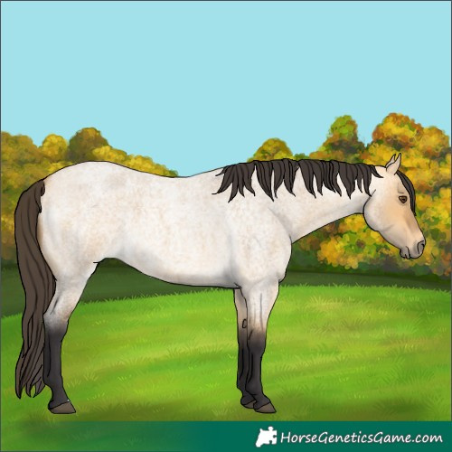 Horse Color:Buckskin Roan Dun 