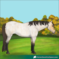 Horse Color:Buckskin Roan Dun