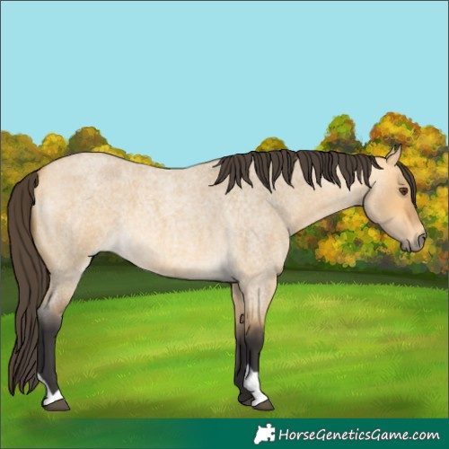Horse Color:Buckskin Roan Dun 