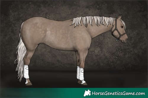 Horse Color:Silver Grullo Rabicano