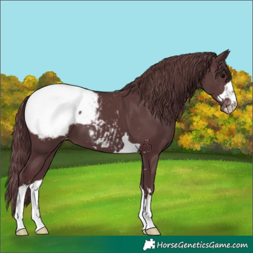 Horse Color:Chocolate Black Appaloosa 