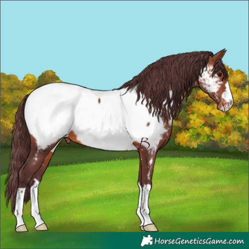 Horse Color:Chocolate Brown Appaloosa