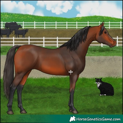 Horse Color:Bay 