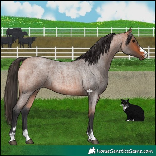 Horse Color:Bay Roan