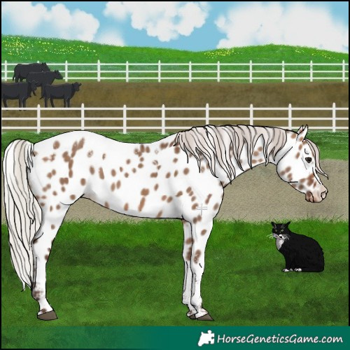 Horse Color:Powder White Silver Brown Dun Appaloosa
