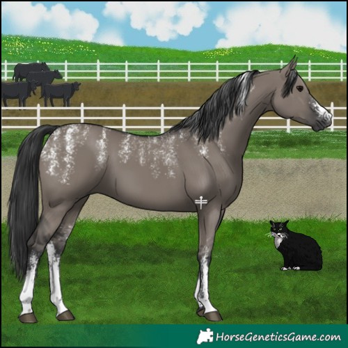 Horse Color:Powder White Grullo 