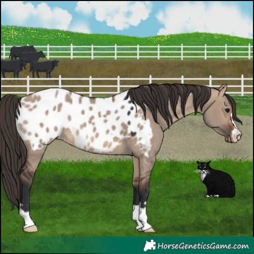 Horse Color:Bay Dun Appaloosa 