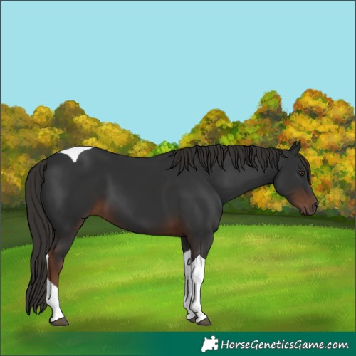 Horse Color:Liver Chestnut Tobiano 