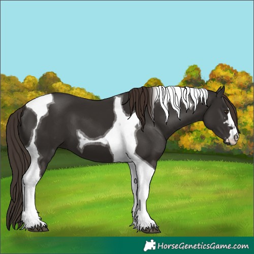 Horse Color:Liver Chestnut Tobiano 